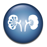 Glomeruli detection & analysis of interstitial fibrosis in Kidney.