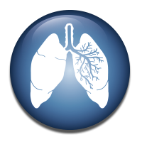 Alveoli analysis in lung tissue.